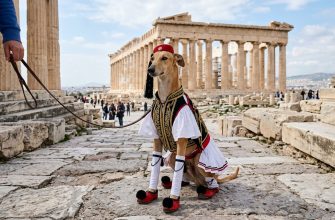 A greyhound in traditional Greek attire. Specially for the article: Greek dog names