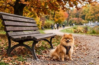 fluffy orange male Pomeranian dog sitting in the park