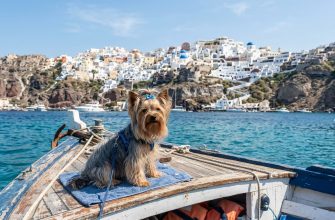 A Yorkshire Terrier sits on the bow of a boat against a backdrop of a Greek island.