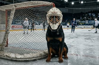 Rottweiler hockey player